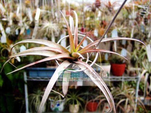 展示 空凤 T.capitata yellow x (xerographica x chiapensis)