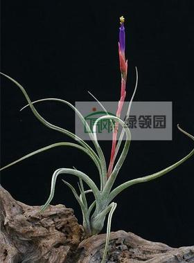 展示 空气凤梨 Tillandsia baileyi 贝利艺