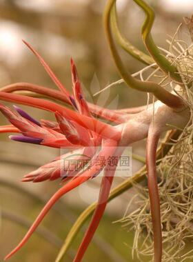 空气凤梨【展示】Tillandsia bulbosa GIGANTE 巨型蝴蝶