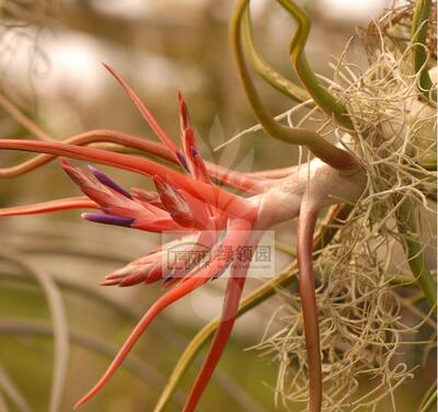 空气凤梨【展示】Tillandsia bulbosa GIGANTE 巨型蝴蝶