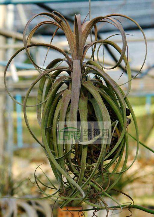空凤【展示】T.'Hedi Guiz' (T.exerta x strephylla)喷泉卷