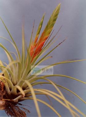 展示 空气凤梨 Tillandsia fasciculata Guat 费西危地马拉
