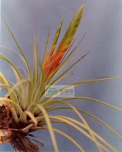 展示 空气凤梨 Tillandsia fasciculata Guat 费西危地马拉