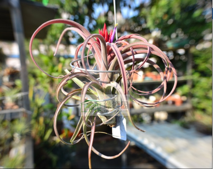 空气凤梨【展示】T.Caput x Flabellata 美杜莎x火焰