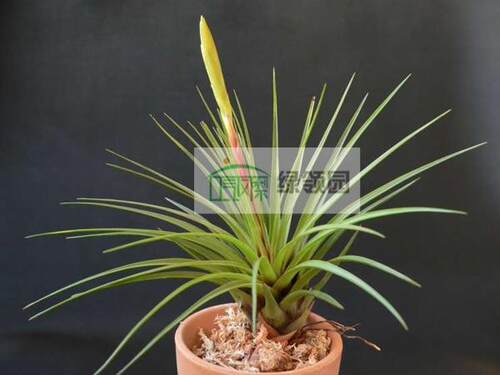 展示 空气凤梨 Tillandsia tricolor 三色花