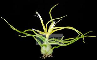 T.bulbosa 热带珍品 forma alba 展示 金蝴蝶 空气凤梨