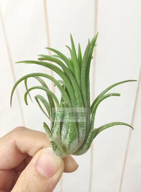 空气凤梨-展示-Tillandsia ionantha peanut 花生米精灵