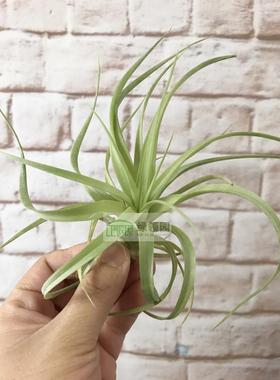 空凤【展】T.Highly Prized(rothii x El Ultimo)柔婷x费西空可乐