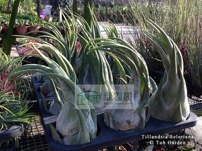 空气凤梨【展示】Tillandsia seleriana 犀牛角