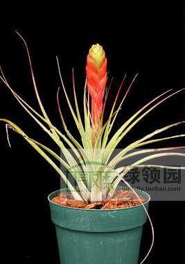 空气凤梨【展示】Tillandsia compressa 特大美花品种