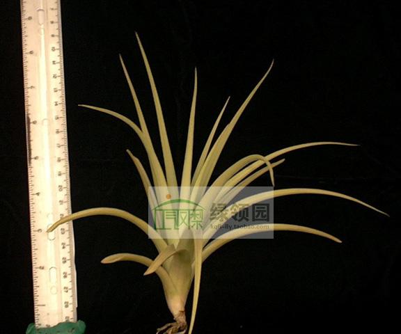 展示空气凤梨 Tillandsia Micans Hybrid麦科斯杂交