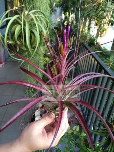 展示 空气凤梨 Tillandsia Kruseana (大号）
