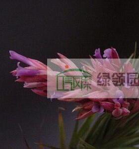 展示 空气凤梨 T. geminiflora HYBRID 迷你芙拉（绿薄纱）