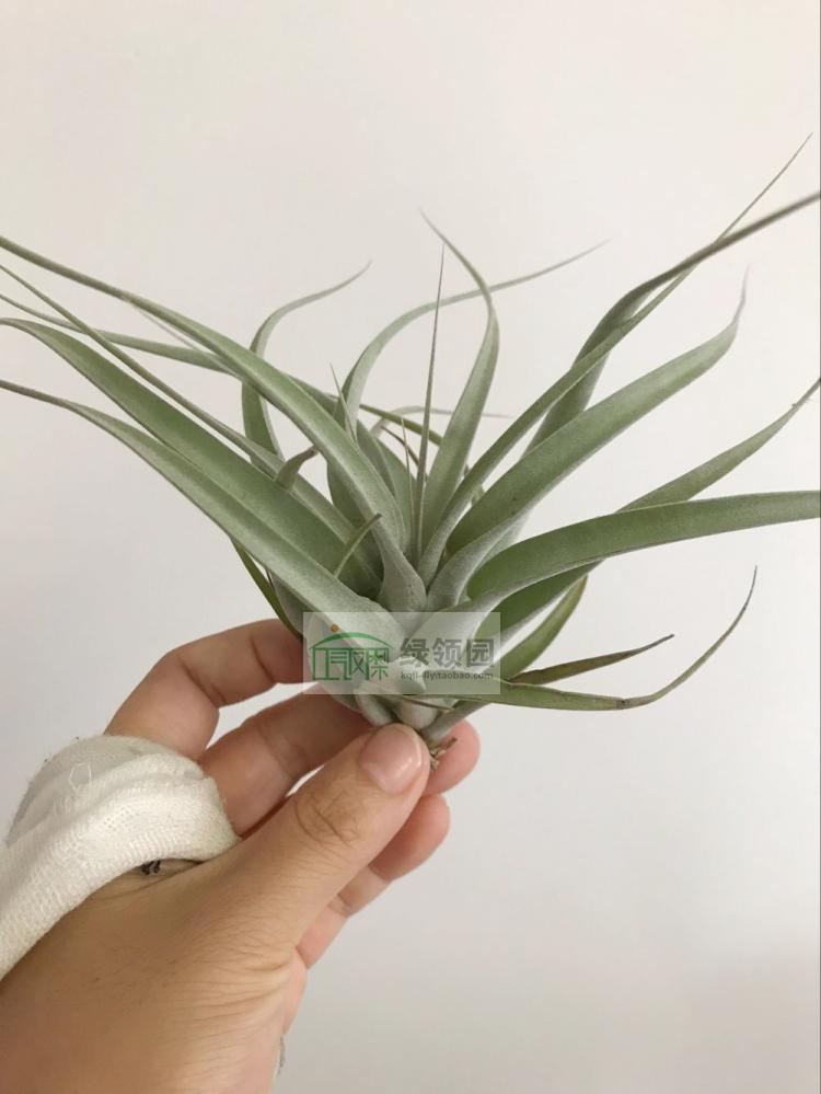 展xerographica x 'Jackie Loinaz'多基因霸王x（可乐x卡比全红）