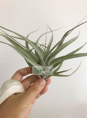 展xerographica x 'Jackie Loinaz'多基因霸王x（可乐x卡比全红）