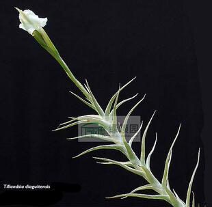 展示 空气凤梨 Tillandsia Diaguitensis小鱼骨 国际版香花