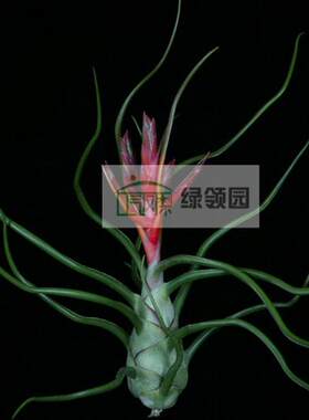 展示 空气凤梨 热带 T. bulbosa Giant Red Form红色种巨型章鱼