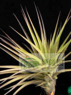 空气凤梨【展示】T.Geminiflora x Recurvifolia 绿薄纱橘色花