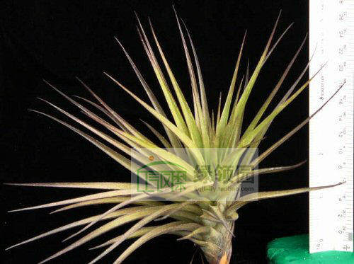 空气凤梨【展示】T.Geminiflora x Recurvifolia 绿薄纱橘色花