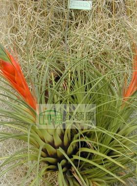 展示 空气凤梨 Tillandsia Punctulata Large 细红果（大号）