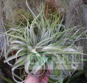 空气凤梨【展示】T. Xero.X Capitata Crested（霸王x卡比）缀化