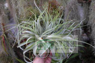 空气凤梨【展示】T. Xero.X Capitata Crested（霸王x卡比）缀化