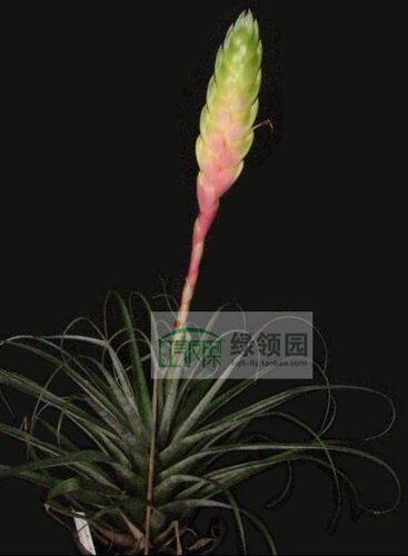 展示 空气凤梨 Tillandsia lampropoda