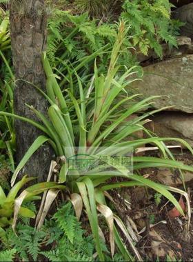 展示 空气凤梨 T. Punctulata X Standleyii细红果X下垂花品种