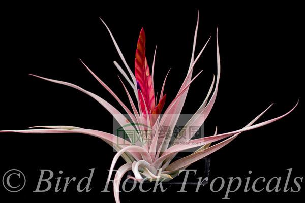 展示 空气凤梨 鸟岩 Tillandsia 'Flaming Spears'空可乐x香槟