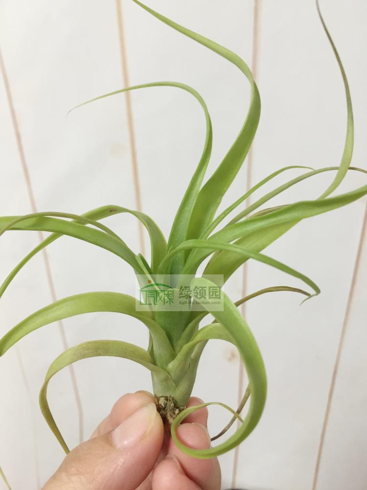展示 空气凤梨 Tillandsia polystachia 波丽（雨林）