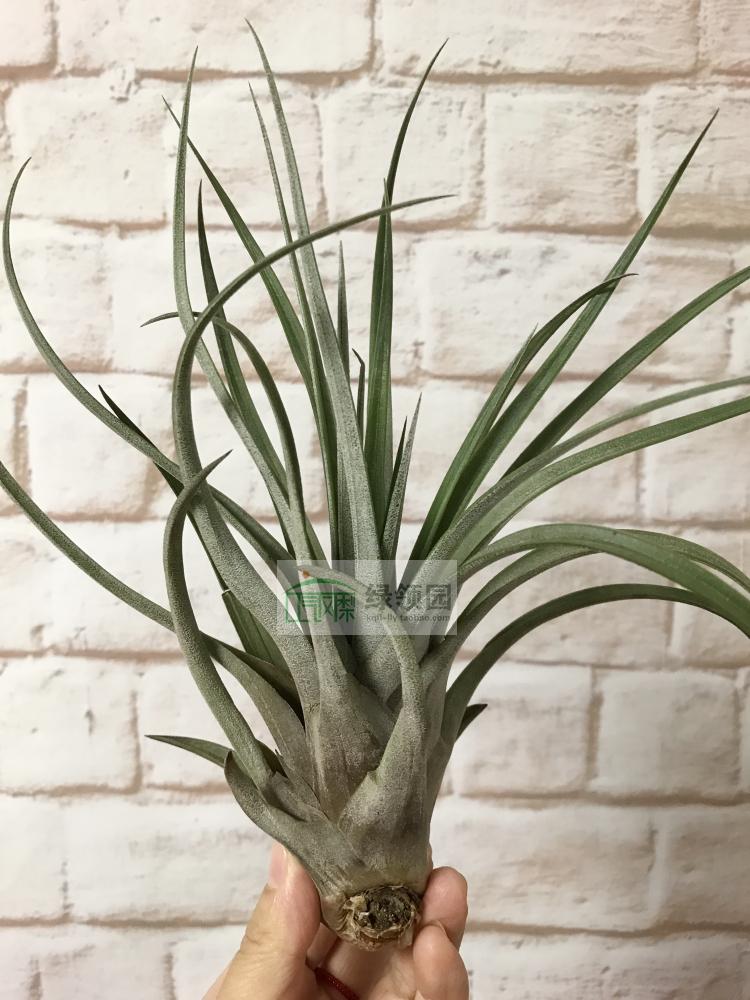 空气凤梨【精品】Tillandsia carrilloi 柏金 原生品种