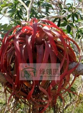 空气凤梨【展示】Tillandsia rothii柔婷大号(雨林版）