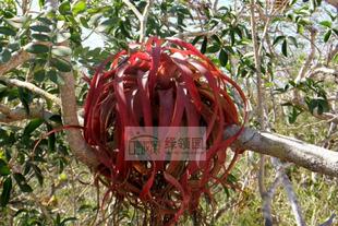 空气凤梨【展示】Tillandsia rothii柔婷大号(雨林版）