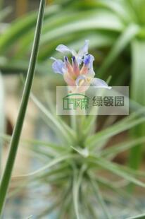 展示 空气凤梨 Tillandsia bergeri 贝吉