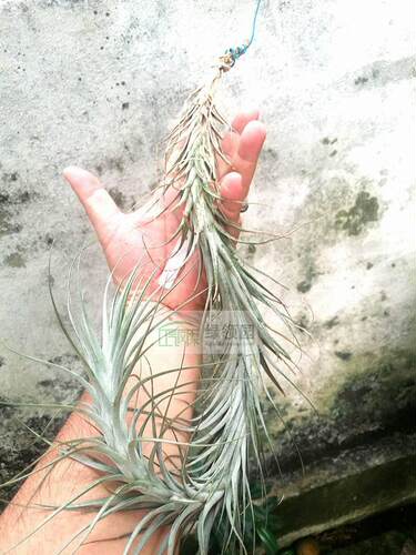 展示 空气凤梨 Tillandsia 'Funky Billy' 阿比达X小狐尾