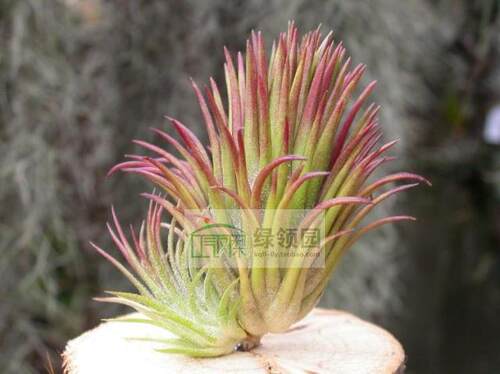 展示 空气凤梨 Tillandsia ionantha Two Tone 二痛精灵