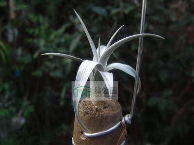 空气凤梨【展示】Tillandsia zecheri var cafayatensis