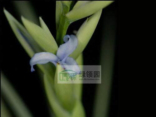 展示 空凤无土 arequitae x duratii(初恋x树猴)非雨林Imbroglio