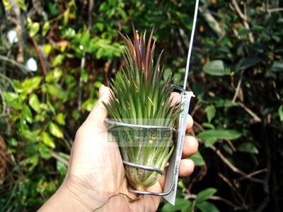 展示 空气凤梨 Tillandsia ionantha Diferente 迪福精灵
