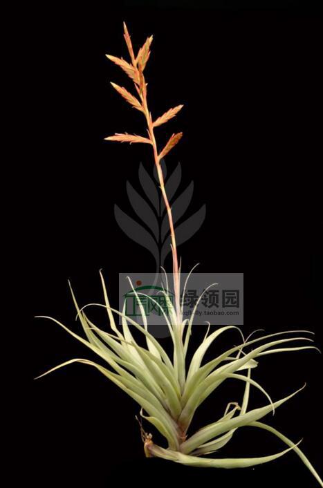 展示空气凤梨 Tillandsia latifolia v.divar.Sm变种