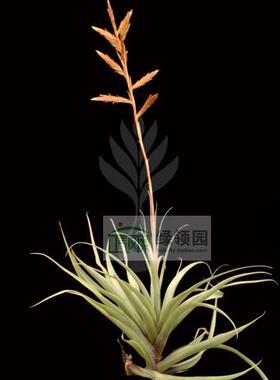 展示 空气凤梨 Tillandsia latifolia v.divar.Sm 变种