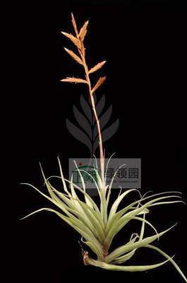 展示 空气凤梨 Tillandsia latifolia v.divar.Sm 变种