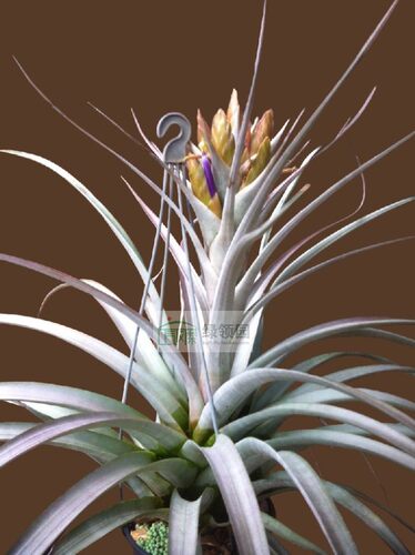 展示 空气凤梨 热带 Tillandsia Nellie Rose 耐莉玫瑰 种株