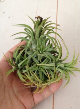 空气凤梨【展示】T.Ionantha “Ron” Clmps 龙精灵群生