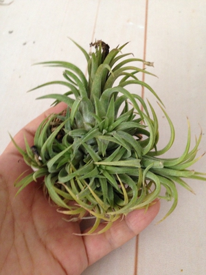 空气凤梨【展示】T.Ionantha “Ron” Clmps 龙精灵群生