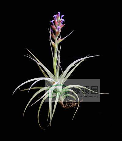 展示 凤梨 Tillandsia Stricta Angel White多国白天使