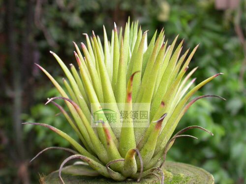 展示 空凤 雨林  空气凤梨 Tillandsia ionantha Macho 壮汉精灵