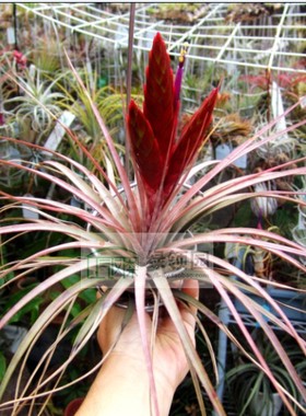 展示 空气凤梨 T.Color Galore(rothii x fasciculata) 见血封喉