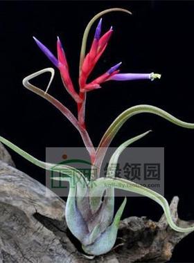 展示 空气凤梨 Tillandsia Caput medusae 美杜莎