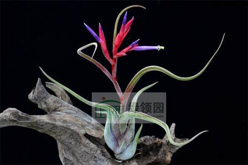 展示 空气凤梨 Tillandsia Caput medusae 美杜莎
